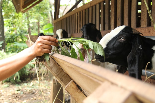 feed the goats