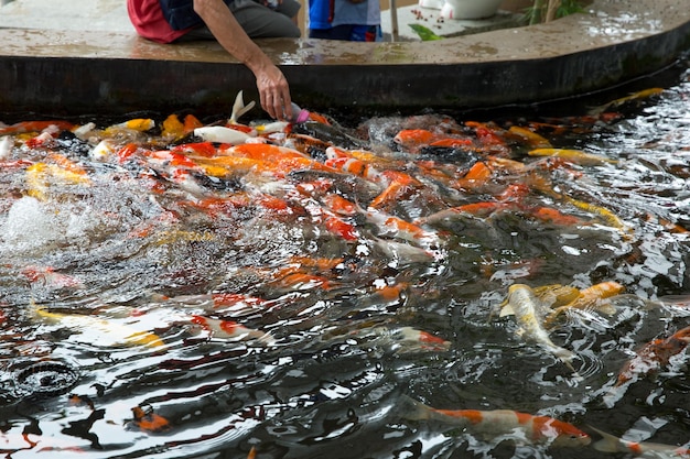 Feed the japan koi with milk