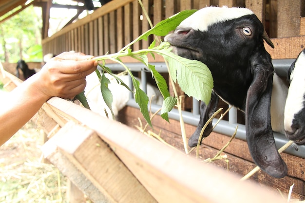 写真 山羊を食べる