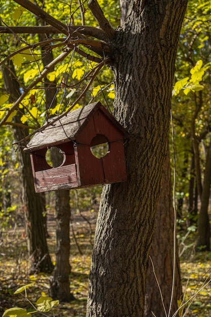 Foto un alimentatore pende nella foresta d'autunno