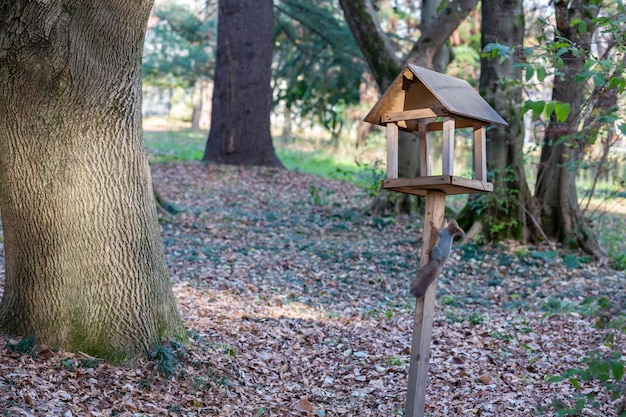 Feeder for squirrels and wild animals in the forest squirrel eats food