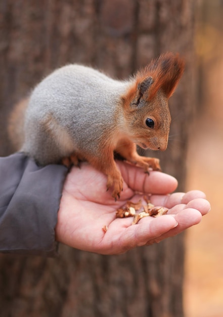 Feeding animals A red squirrel eats nuts from the hands of a man A man feeds an animal Soft focus