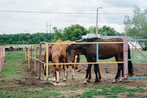 Feeding beautiful and healthy horses on the ranch. Animal husbandry and horse breeding.