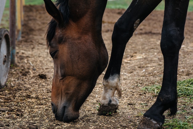 Feeding beautiful and healthy horses on the ranch. animal husbandry and horse breeding.