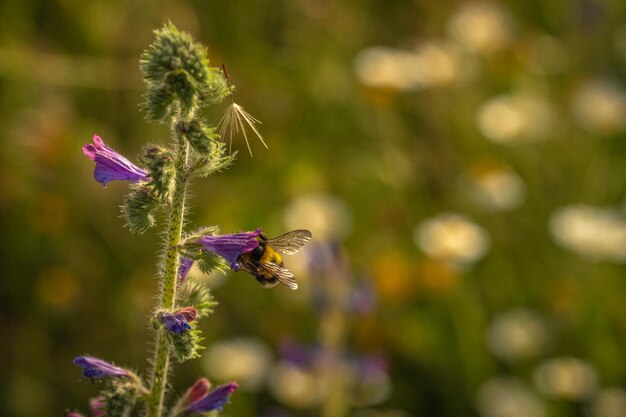 A feeding bee