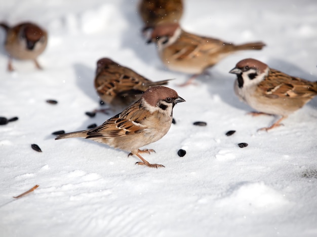 Foto alimentazione degli uccelli in inverno