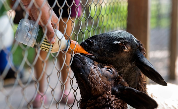 Photo feeding black goats with a bottle of milk