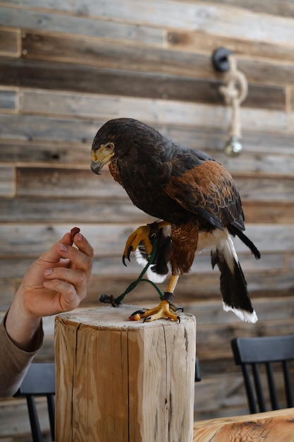 Feeding buzzard eagle bird over the wall