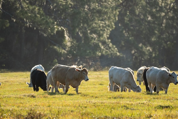 Feeding of cattle on farmland grassland Milk cows grazing on green farm pasture on warm summer day