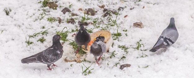 Photo feeding city pigeons on a snowy street