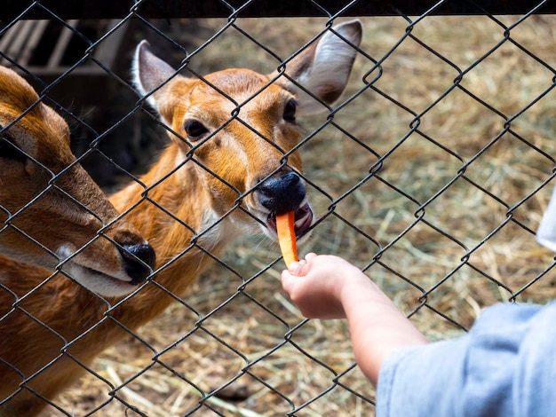 Photo feeding the deer in the zoo. the deer in the fence eat a carrot piece, fed by the child's hand.