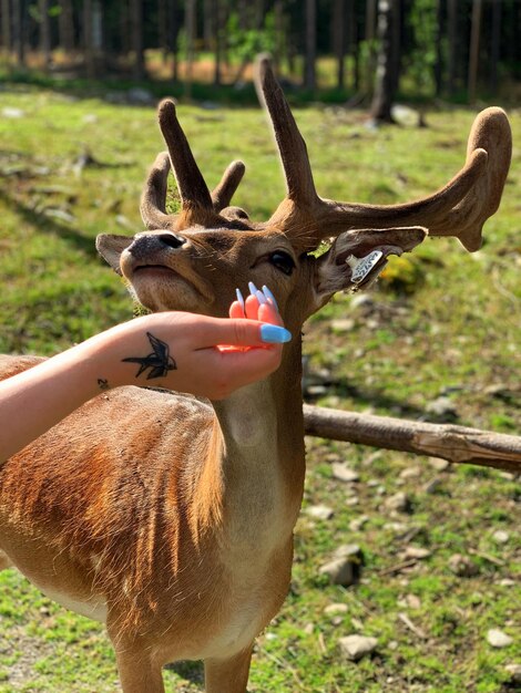 Foto mangiare un cervo