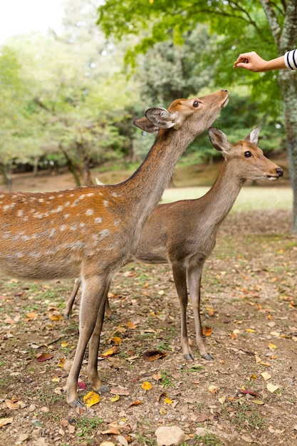 鹿に餌をやる