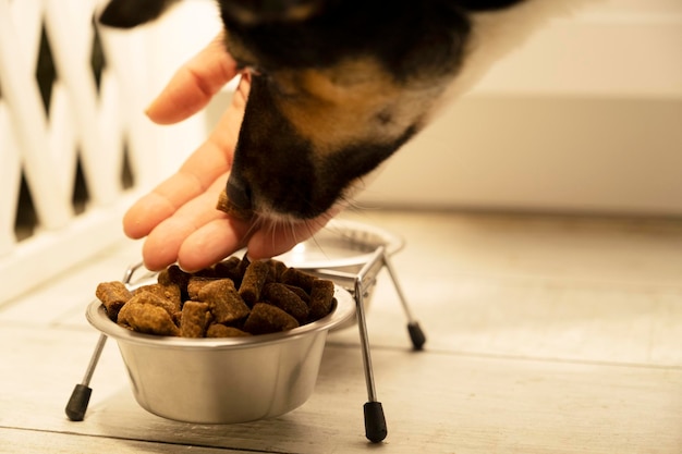 Nutrire il cane con cibo secco il processo di versare il cibo in una ciotola il cane mangia cibo per animali da compagnia cibo sano per animali domestici