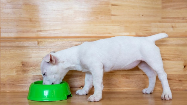 Feeding dog food on dog bowl on wood floor in pet lover\
concept