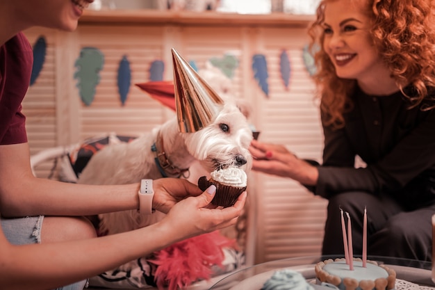 犬に餌をやる。カップケーキを与えて誕生日を祝いながら笑っている白い犬の飼い主