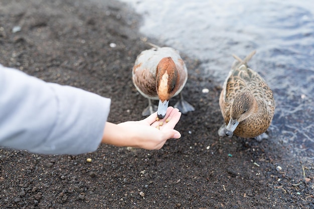 Feeding duck at lake side