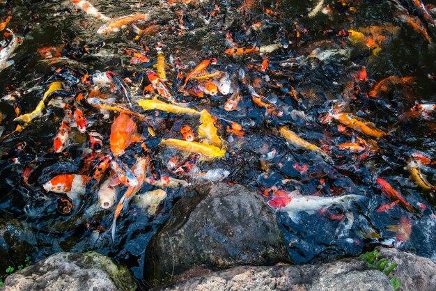 プールで派手なコイの魚に餌をやる