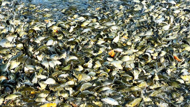 Feeding fish at a pound