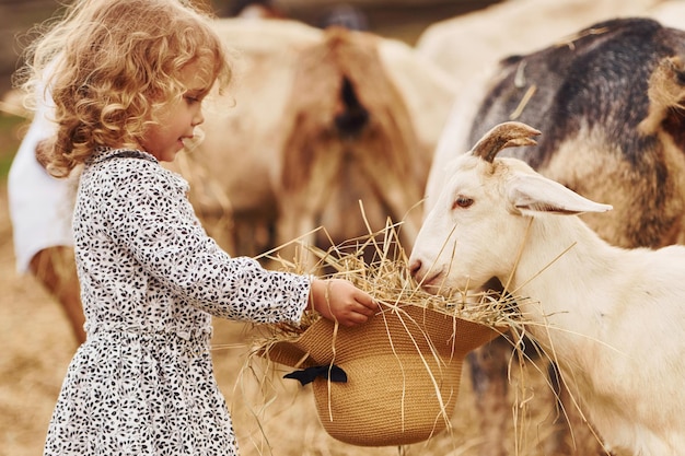 feeding goats little girl in blue clothes is on the farm at summertime outdoors