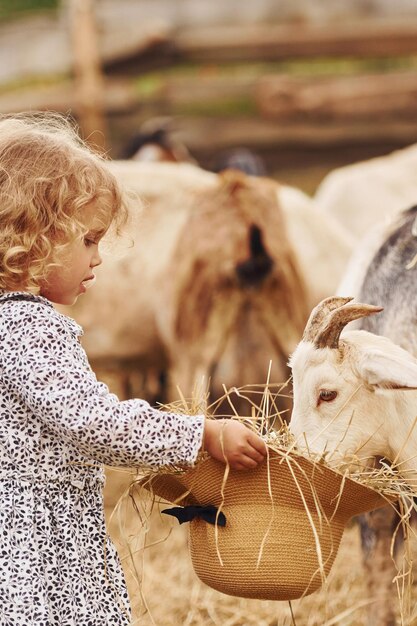 feeding goats little girl in blue clothes is on the farm at summertime outdoors