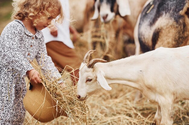 feeding goats little girl in blue clothes is on the farm at summertime outdoors