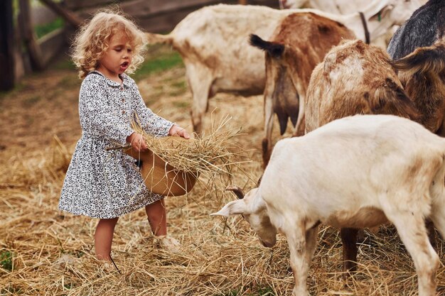 feeding goats little girl in blue clothes is on the farm at summertime outdoors