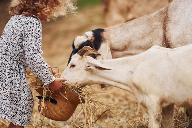 Feeding goats Little girl in blue clothes is on the farm at summertime outdoors