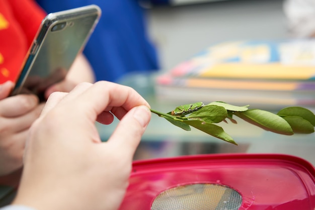 Feeding green tea leaf worms perched on a leaf held by a man's hand and use a mobile phone to take pictures and clips to upload to social media