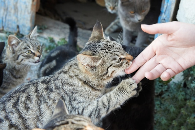 Feeding group of homeless wild black, gray stripped cats