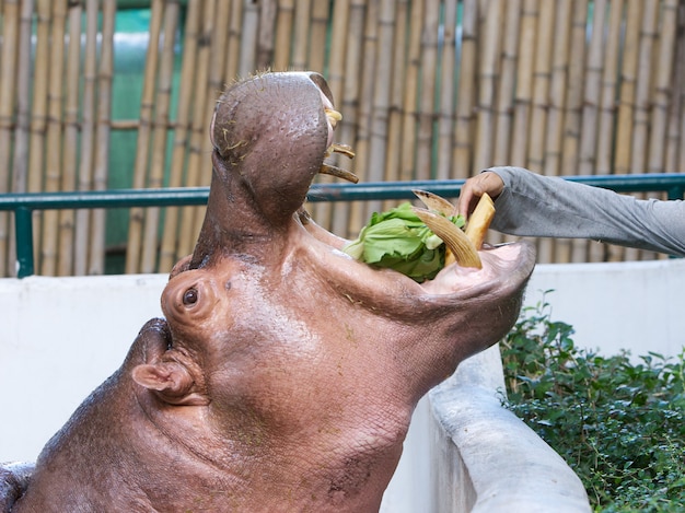 動物園でカバに餌をやる