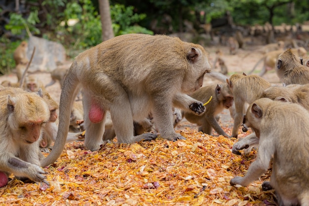 Feeding monkeys.