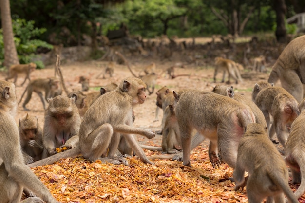 Feeding monkeys.