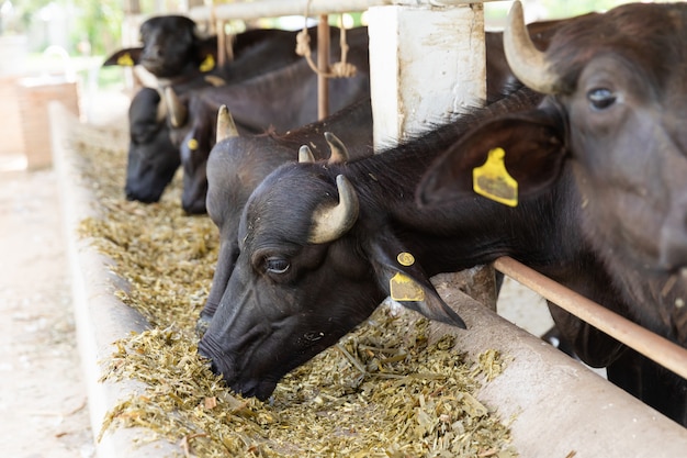 Foto alimentazione bufalo murrah in fattoria