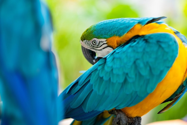 オウム自然鳥コンゴウインコに餌をやる