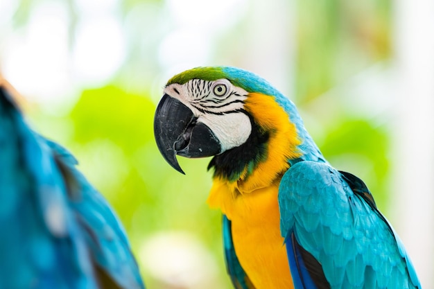 Feeding parrot nature bird macaw