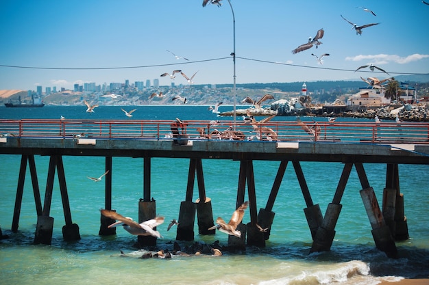 Feeding the pelicans and sea lions