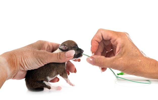 Feeding puppy chihuahua in front of white background