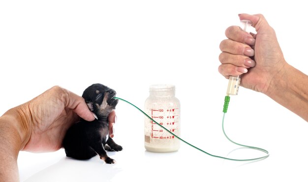 Feeding puppy chihuahua in front of white background