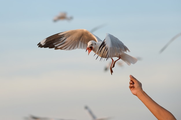 Photo feeding seagull on hand