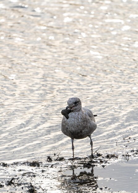 Feeding seagull on a lake