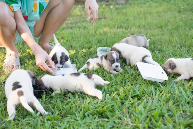 Feeding thai puppy on green grass