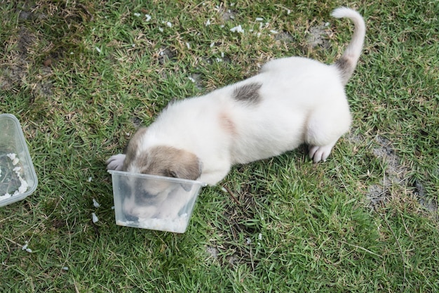 Feeding thai puppy on green grass