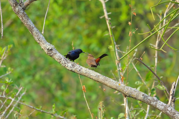 給餌時間インドヒタキ鳥