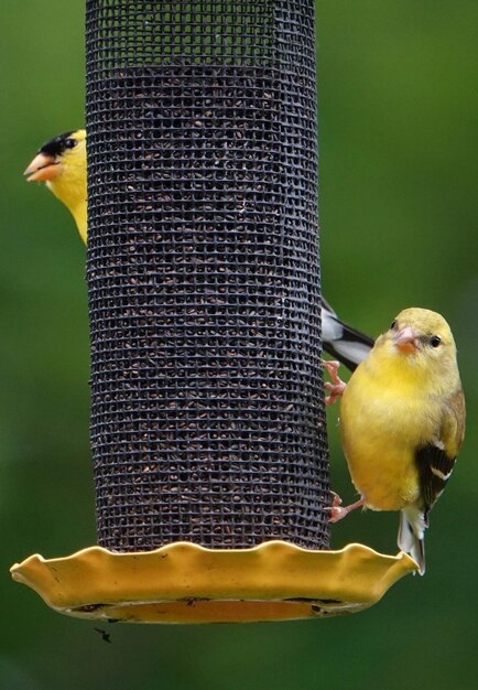 Feeding time