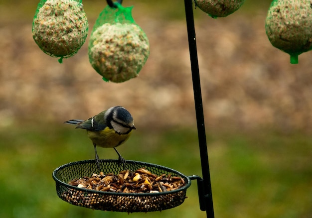 feeding tit