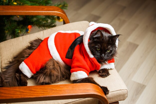 Feestelijk portret van zwarte kat in Santa Claus-kostuum op fauteuil tegen de achtergrond van de kerstboom