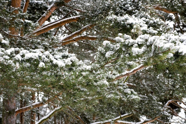 feestelijke groene dennentak op witte sneeuw.