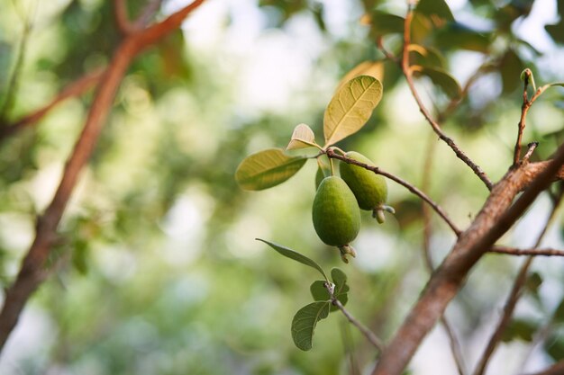 Photo feijoa fruits ripen on a green tree branch in the garden under the sun