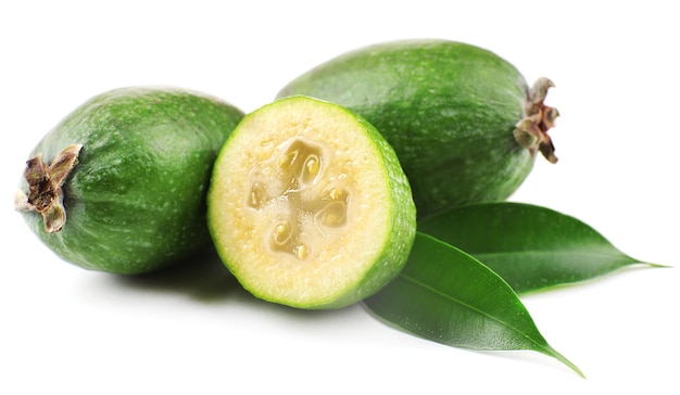 Feijoa 흰색 절연